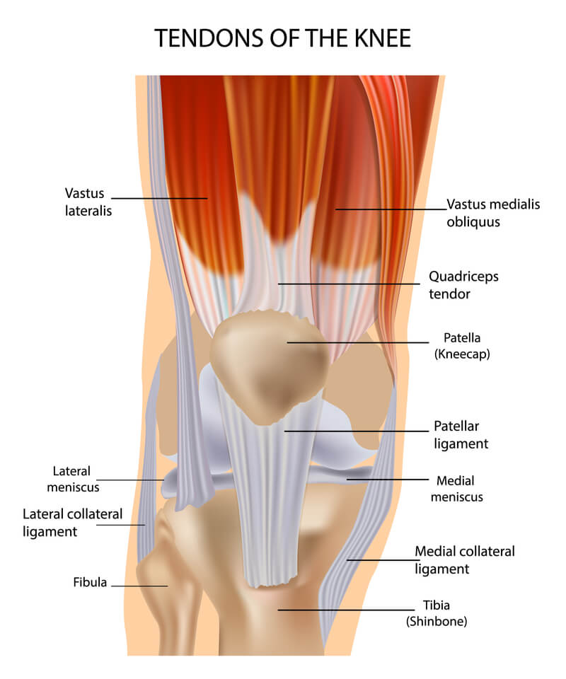 runners knee tendons